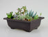 Garden supplies antique plant